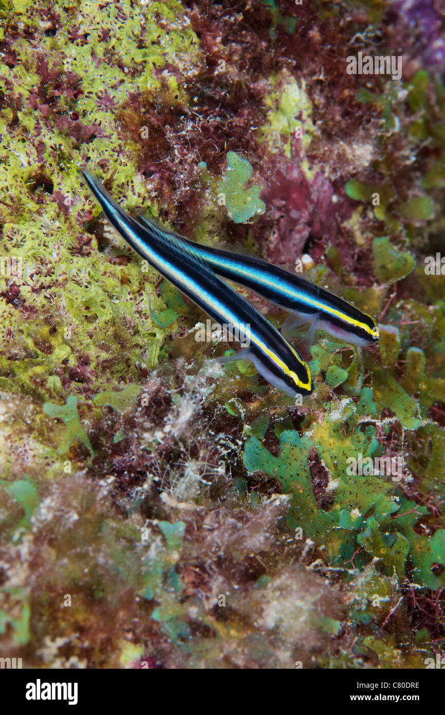 A pair of Sharknose Gobies, Bonaire, Caribbean Netherlands. Stock Photo