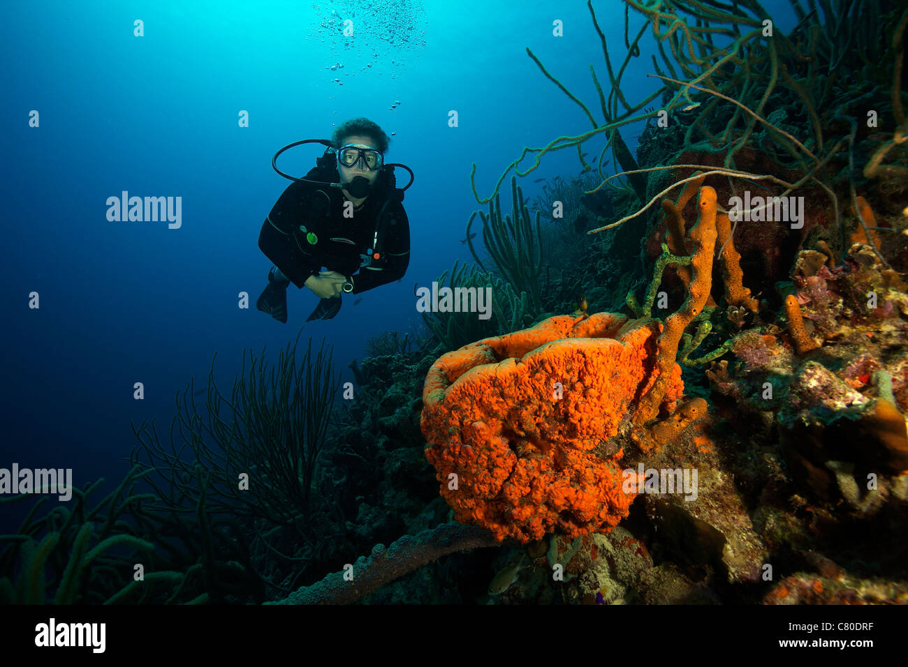 Scuba diver swimming underwater amongst sea sponges, Bonaire, Caribbean Netherlands. Stock Photo