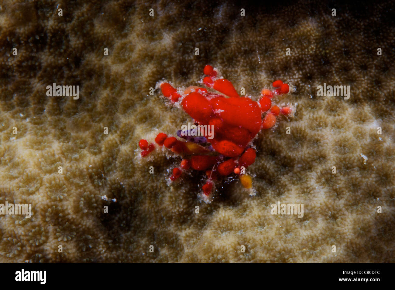 Cryptic Teardrop Crab, Bonaire, Caribbean Netherlands. Stock Photo