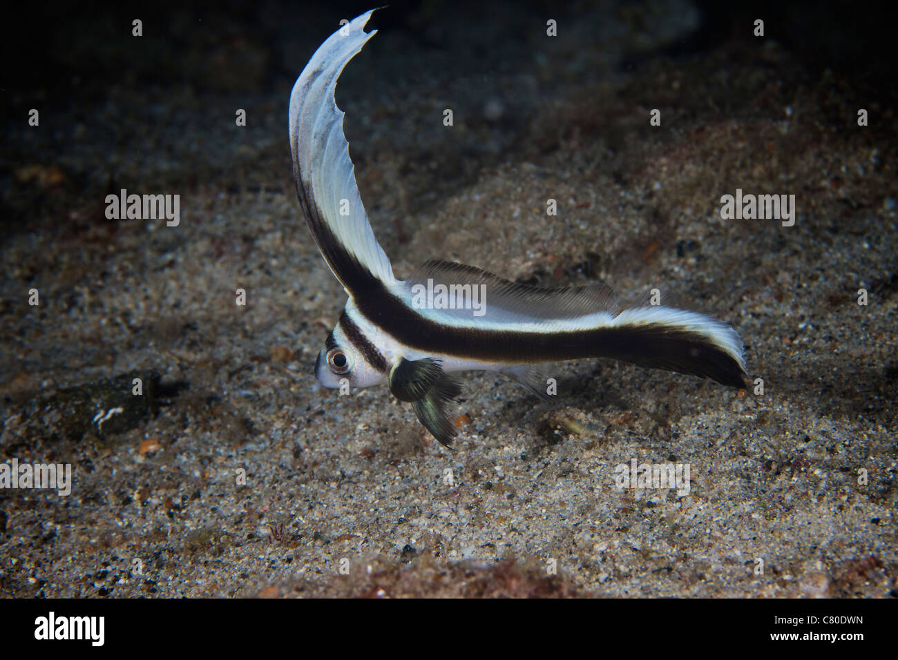 Juvenile Spotted Drum hovers over the sandy ocean bottom, Bonaire, Caribbean Netherlands. Stock Photo