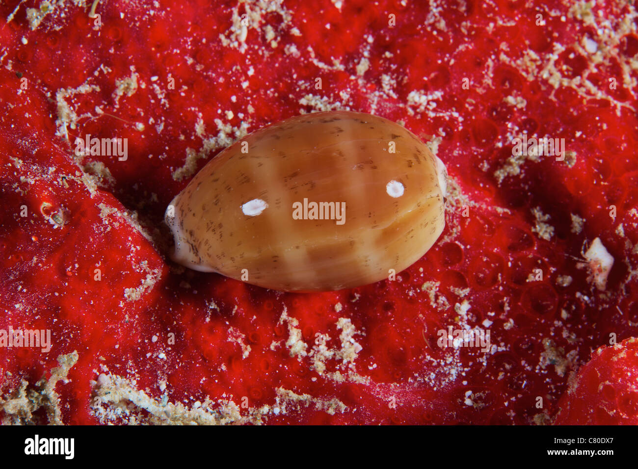 Cowrie shell on a sponge, Bonaire, Caribbean Netherlands. Stock Photo