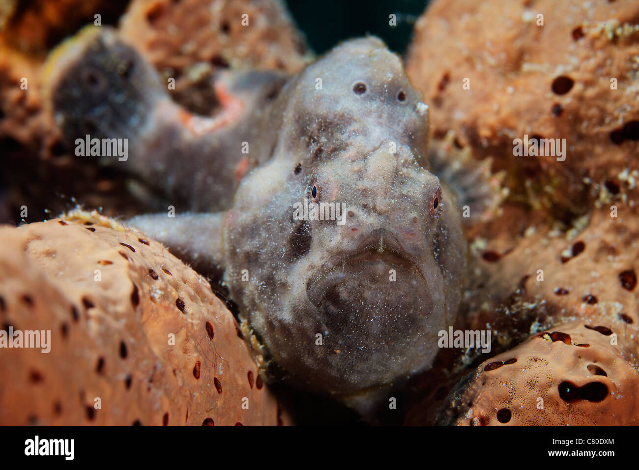 Longlure Frogfish, Bonaire, Caribbean Netherlands. Stock Photo