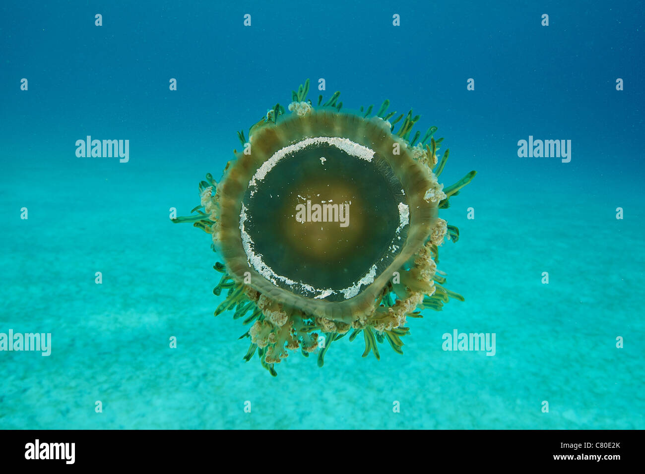 Upside down Jellyfish swimming midwater, Bonaire, Caribbean Netherlands Stock Photo Alamy