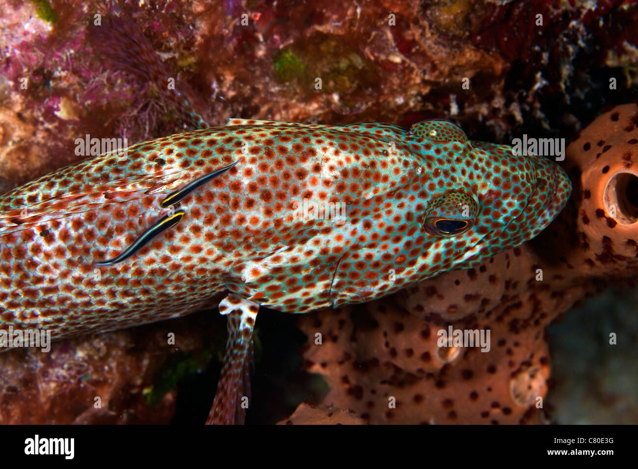 Two Sharknose Gobies clean a Red Hind, Bonaire, Caribbean Netherlands. Stock Photo