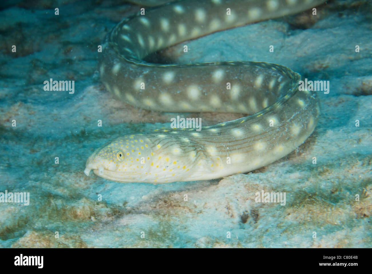 Sharptaiil Eel searches for food on the ocean floor, Bonaire, Caribbean Netherlands. Stock Photo