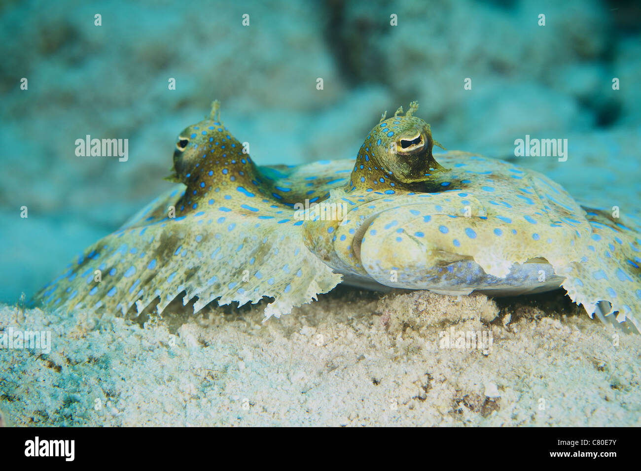 The face of a Peacock Flounder camouflaged on the ocean floor, Bonaire, Caribbean Netherlands. Stock Photo