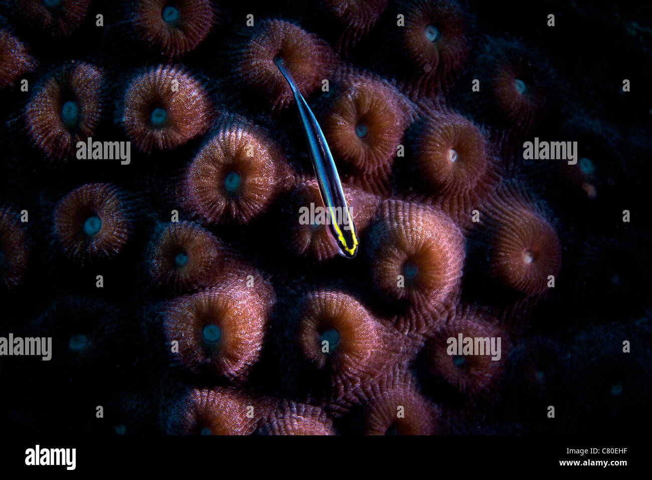 Sharknose Goby sits on some hard coral, Bonaire, Caribbean Netherlands. Stock Photo