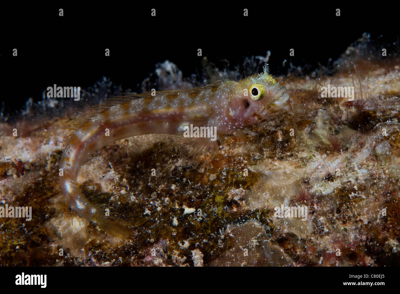 Secretary blenny sits out in the open during a night dive under the salt pier, Bonaire, Caribbean Netherlands. Stock Photo