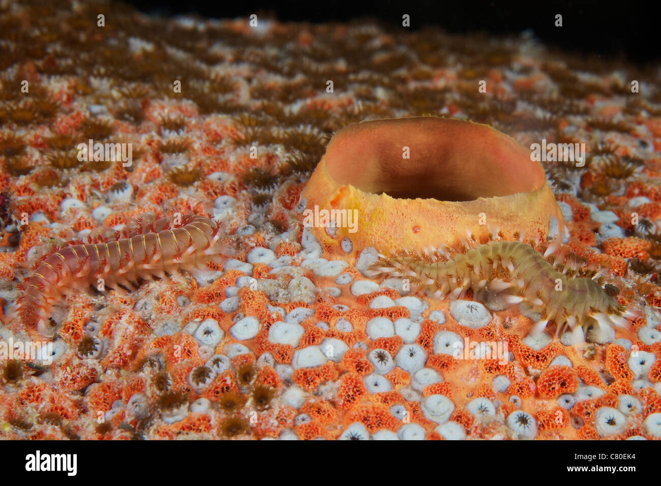 Bristle Worms feeding on a large sponge, Bonaire, Caribbean Netherlands Stock Photo Alamy
