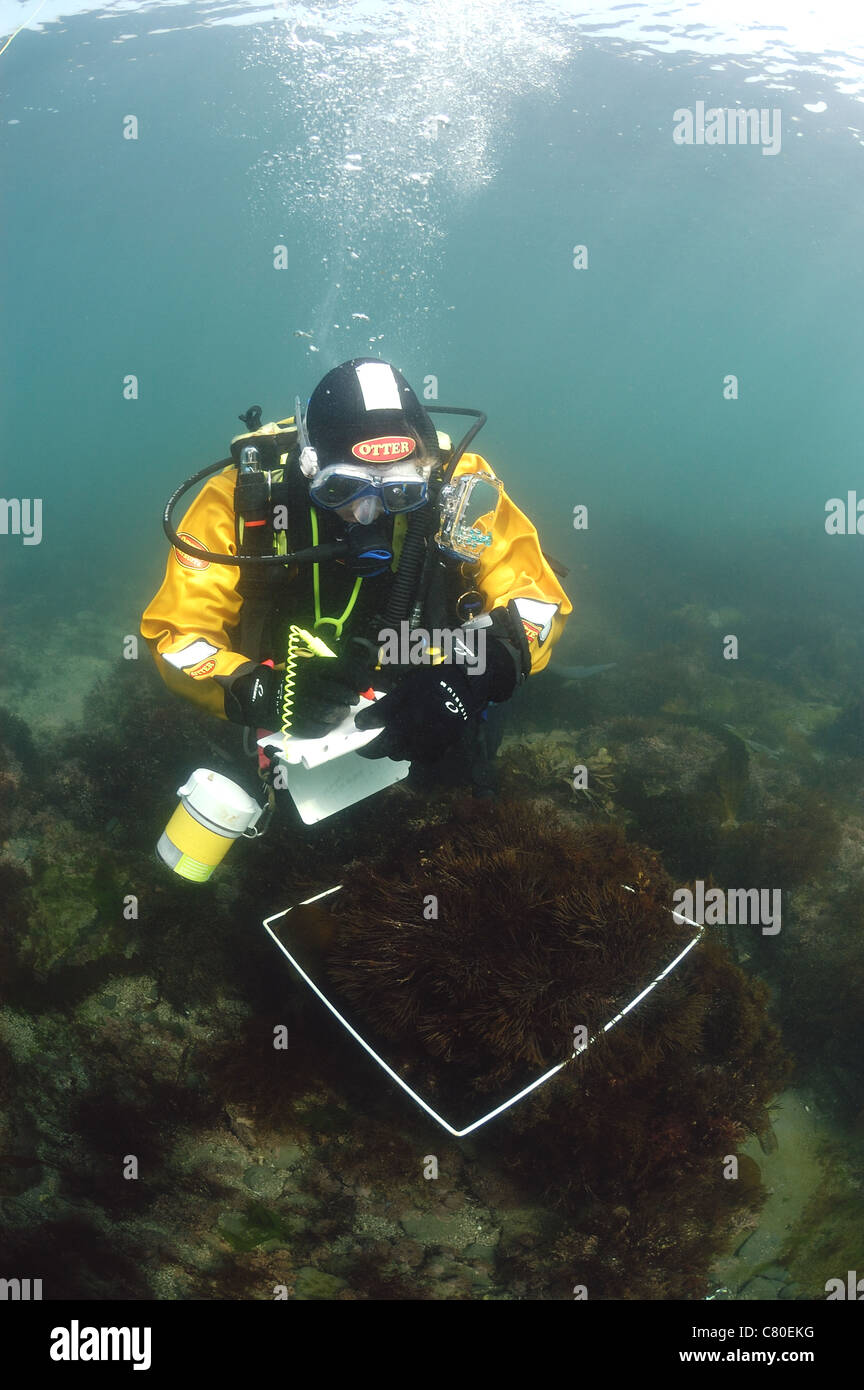 Diver carrying out underwater survey using quadrat . Kimmeridge bay Dorset UK. Stock Photo