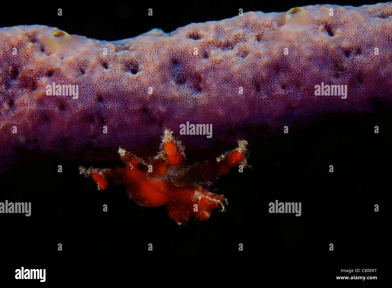 Cryptic Teardrop Crab on purple sponge, Bonaire, Caribbean Netherlands. Stock Photo