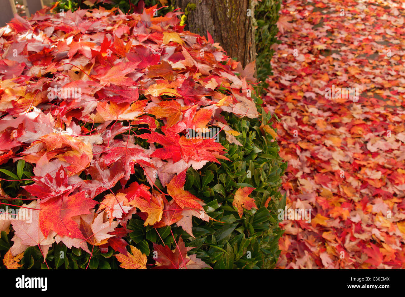 Fallen Maple Tree Leaves on Backyard Garden Shrubs in Autumn Stock Photo