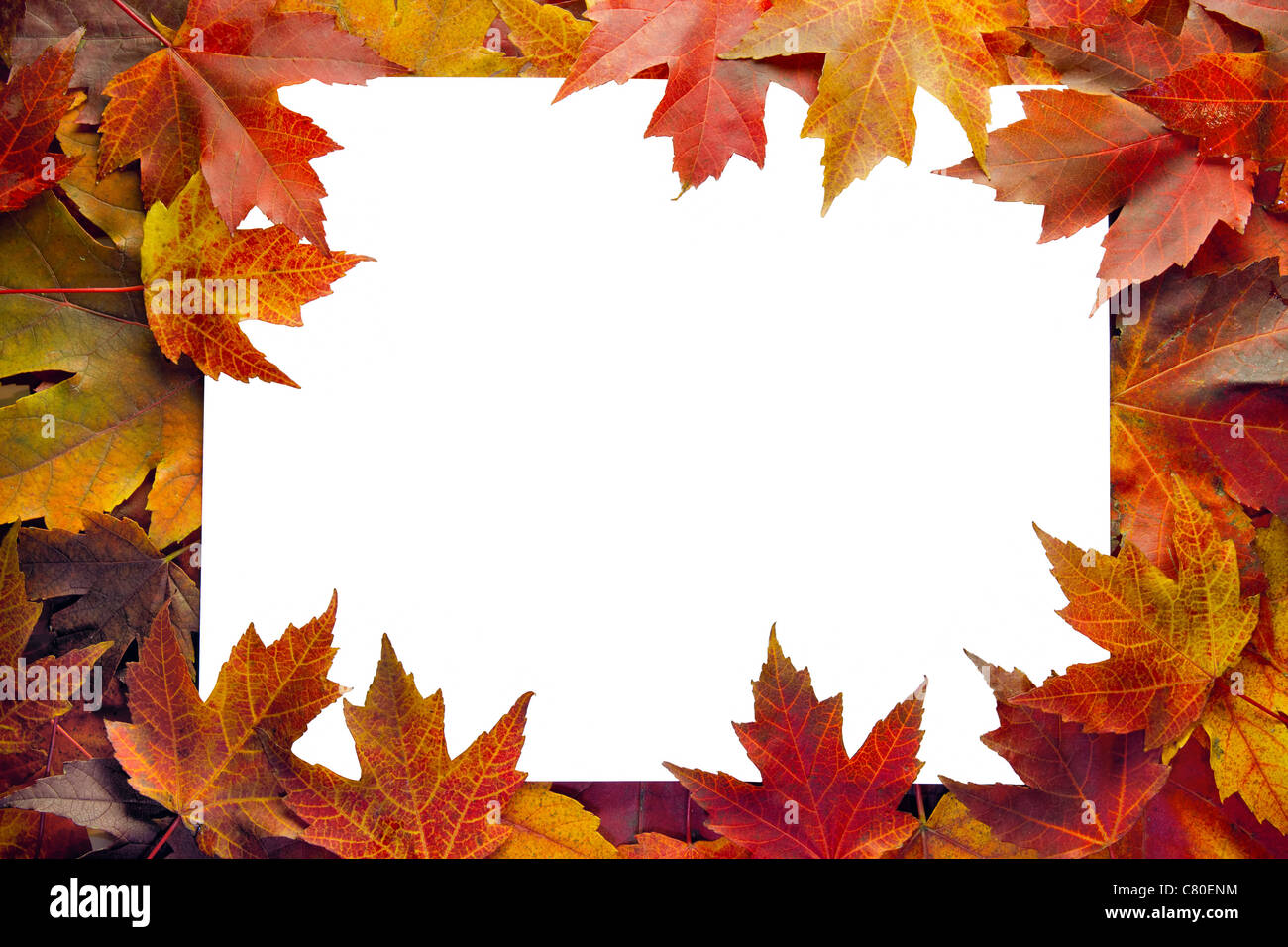 Fall Maple Leaves Border with White Background Stock Photo