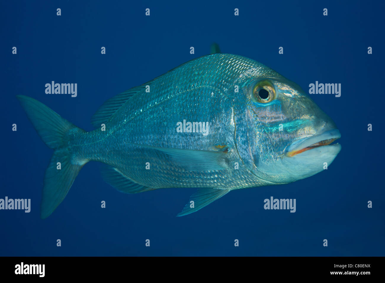 Jolthead Porgy in the waters off the coast of Bonaire, Caribbean Netherlands. Stock Photo