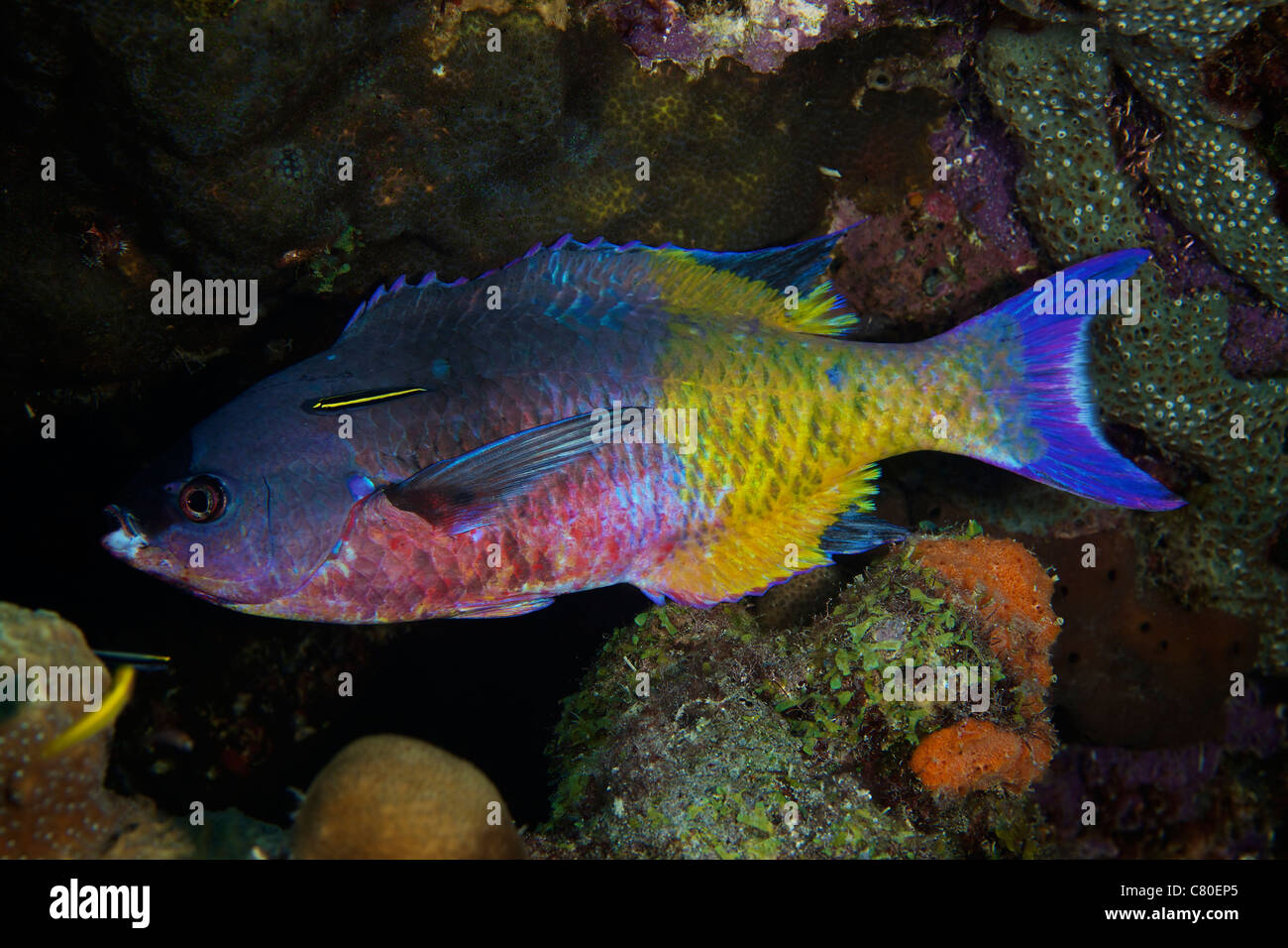 A Yellowprow Goby cleaning a Creole wrasse, Bonaire, Caribbean Netherlands. Stock Photo