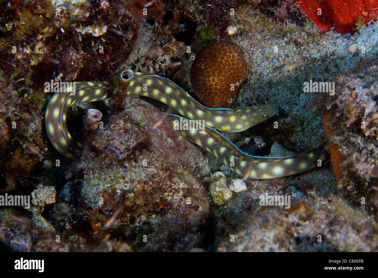 Sharptaiil Eel searchs the reef for food, Bonaire, Caribbean Netherlands. Stock Photo