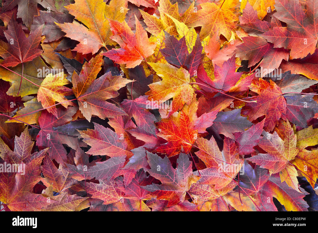 Fall Season Maple Tree Leaves Background Stock Photo