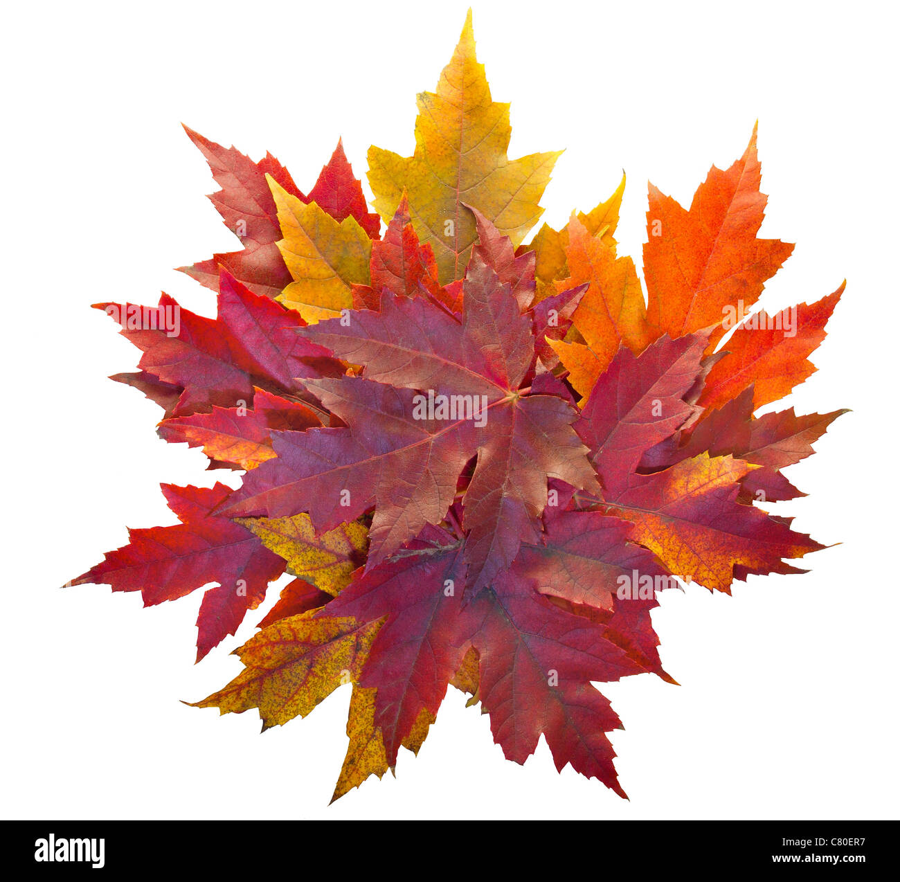 Fall Season Maple Tree Pile of Leaves Isolated on White Background Stock Photo