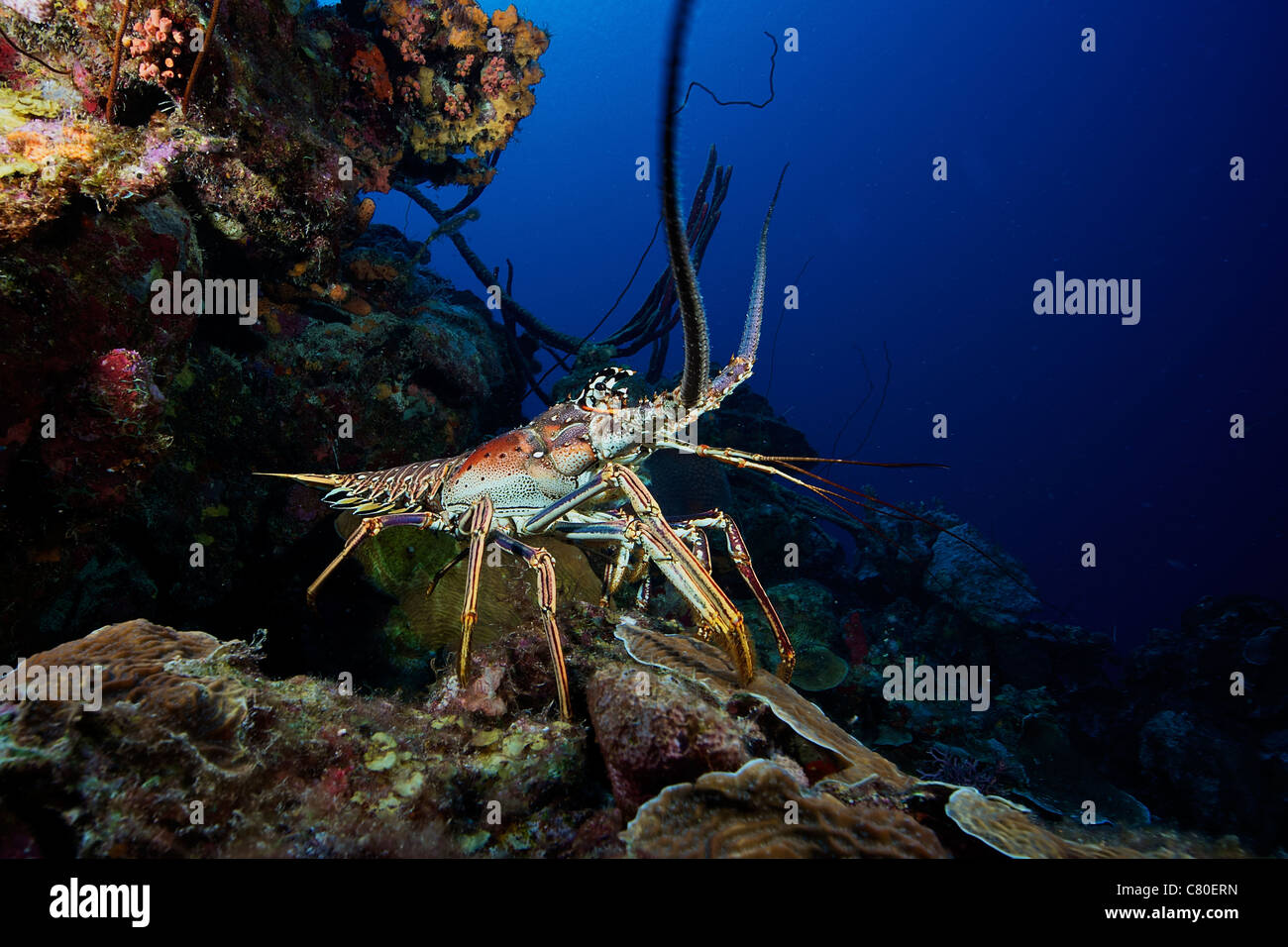 Spiny Lobster Coral Reef High Resolution Stock Photography and Images