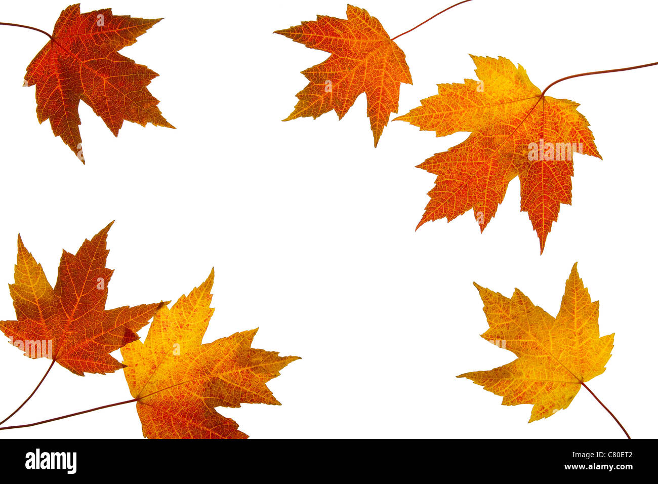 Scattered Fall Maple Leaves Isolated on White Background Stock Photo