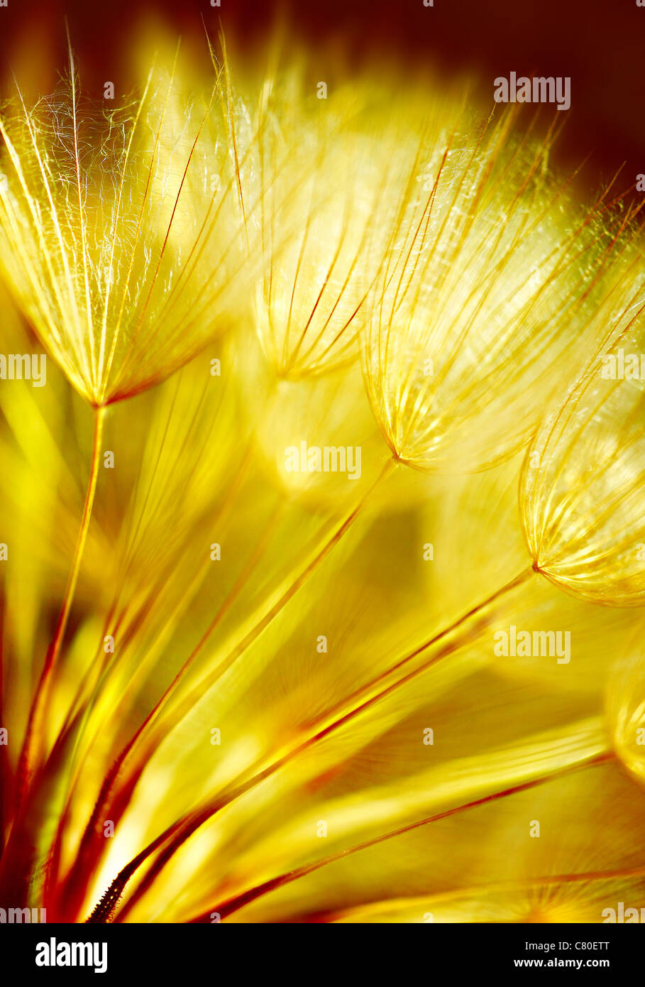 Soft dandelions flower, extreme closeup, abstract spring nature background  Stock Photo - Alamy