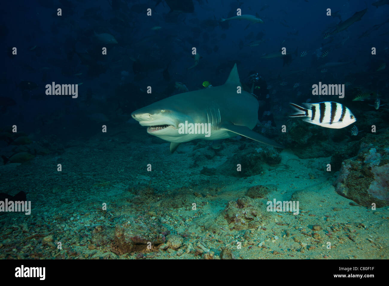 A Lemon Shark gulps down a large tuna head in front of a crowd of divers, Fiji. Stock Photo
