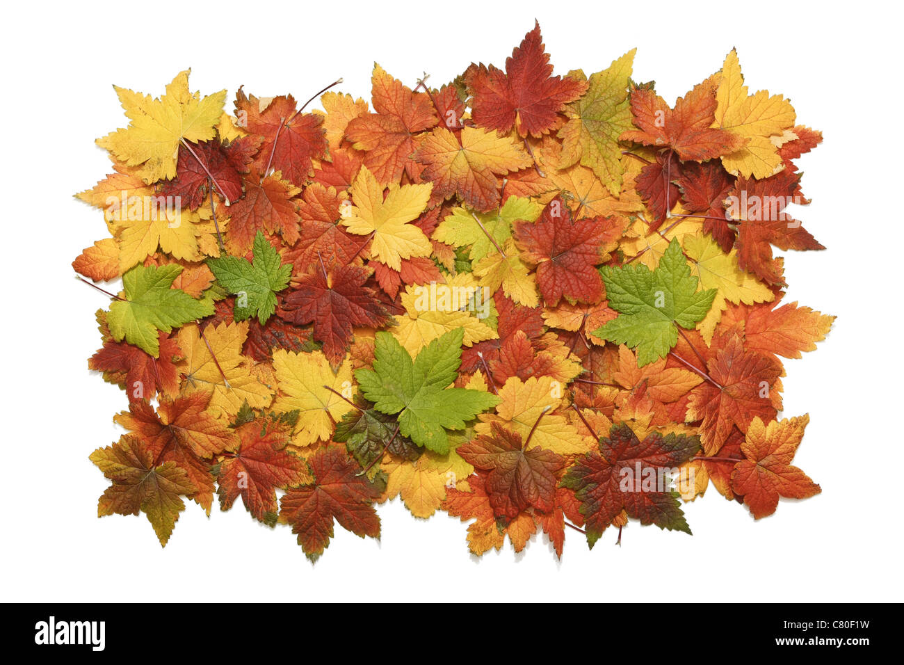 Big pile of autumn leaves isolated on white background Stock Photo