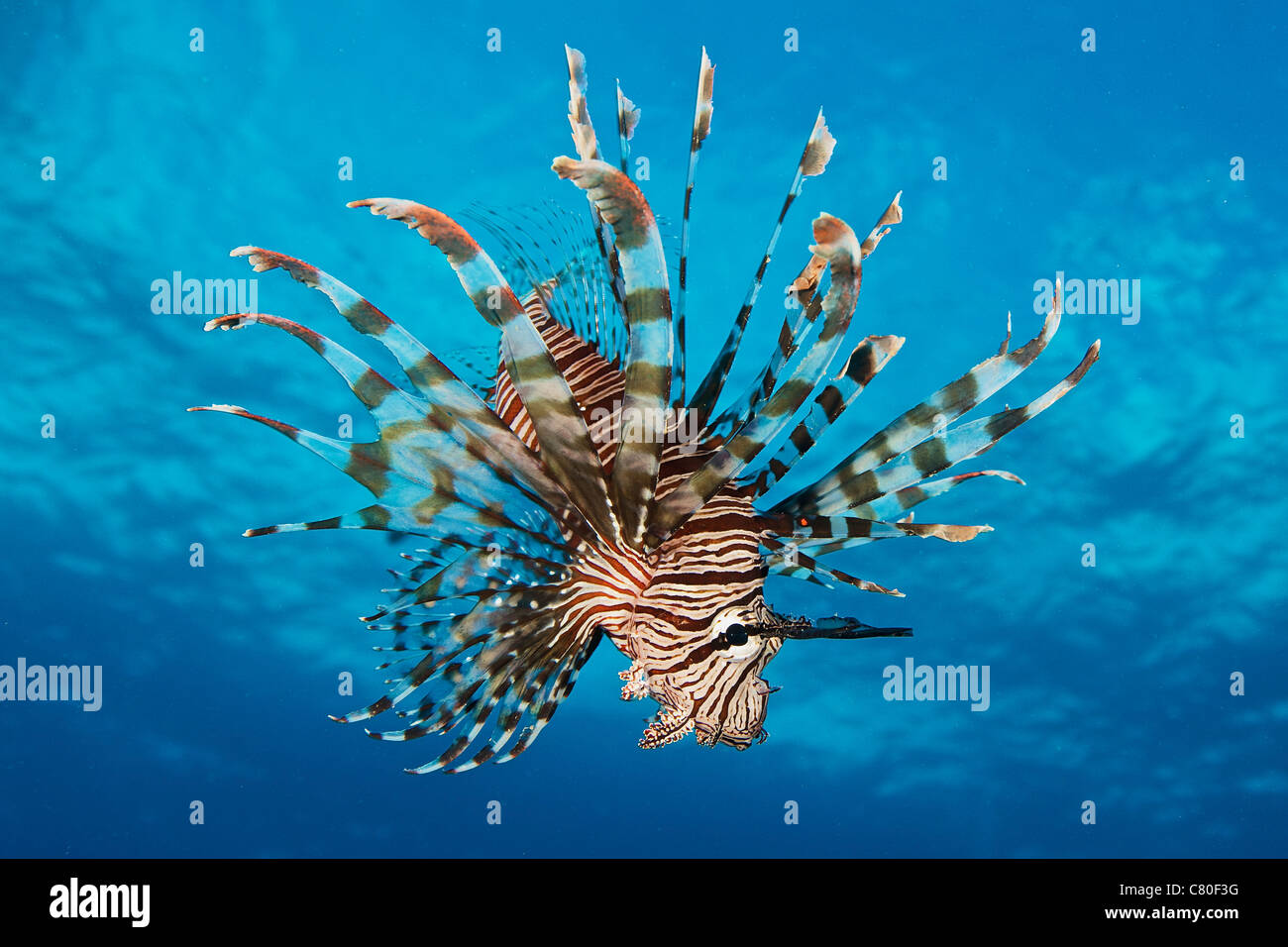 Lionfish Displays Its Poisonous Spines Fiji Stock Photo Alamy