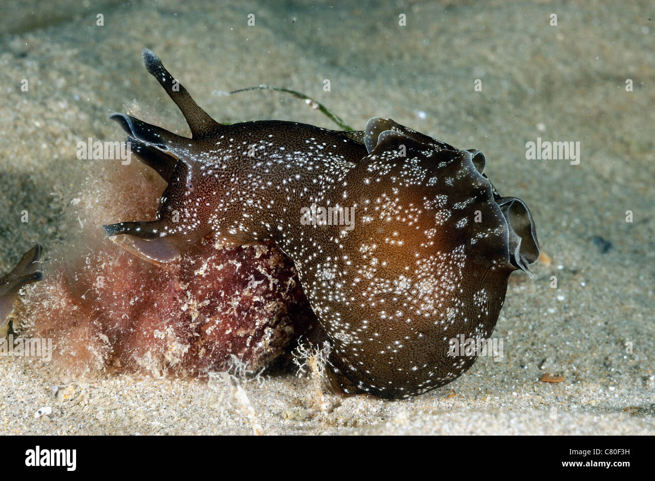 Sea Hare Hi res Stock Photography And Images Alamy