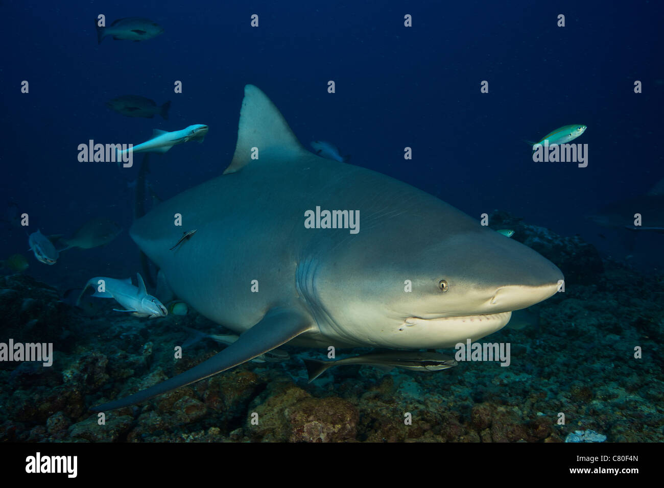 A huge bull shark with accompanying remora, Fiji. Stock Photo