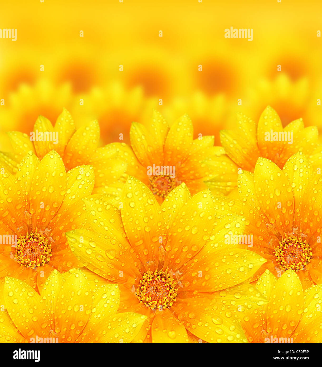 Fresh yellow flower background with dew props, beautiful nature concept Stock Photo