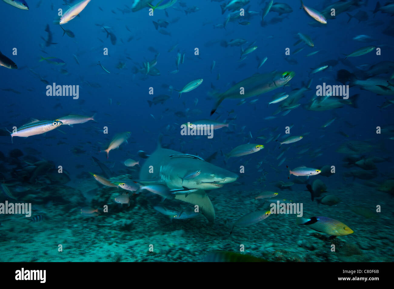 Lemon shark hires stock photography and images Alamy