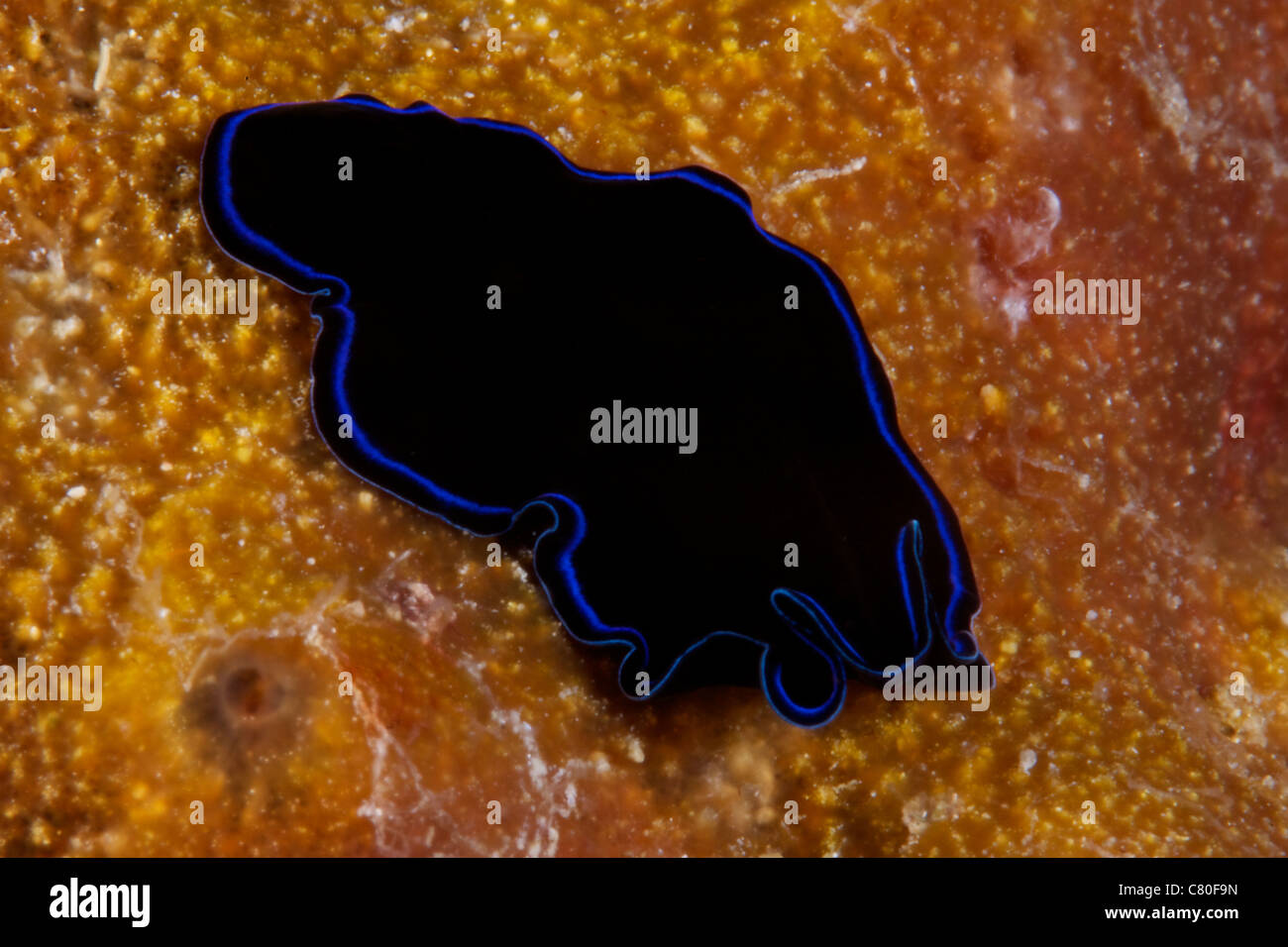 A large Sapphire flatworm on coral, Fiji. Stock Photo