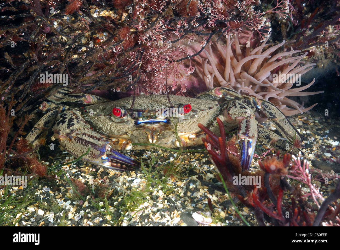 Velvet swimming crab , Necora puber, Kimmeridge bay Dorset UK, April. Stock Photo