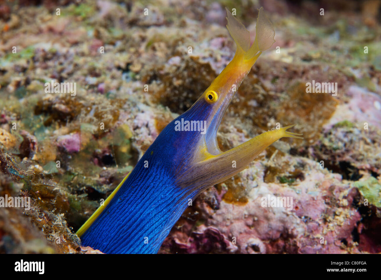 A beautiful blue ribbon eel displays its open mouth to the photographer, Fiji. Stock Photo