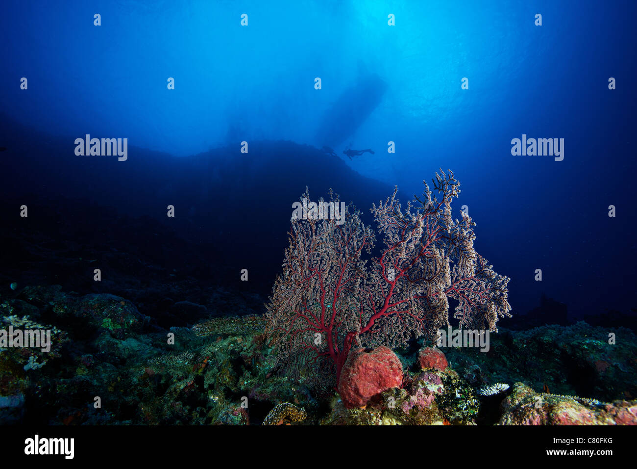 Deep reef scene in Fiji with a beautiful gorgonian fan. Stock Photo