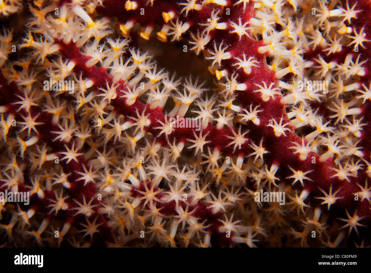 Detailed close-up view of soft coral polyps, Fiji. Stock Photo