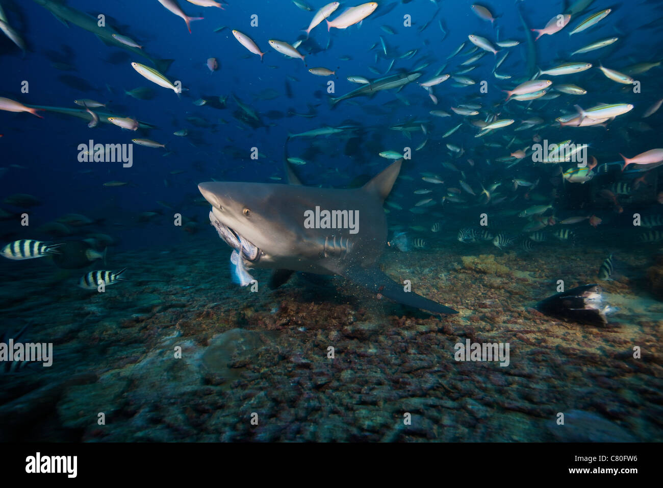 Shark Eating Fish