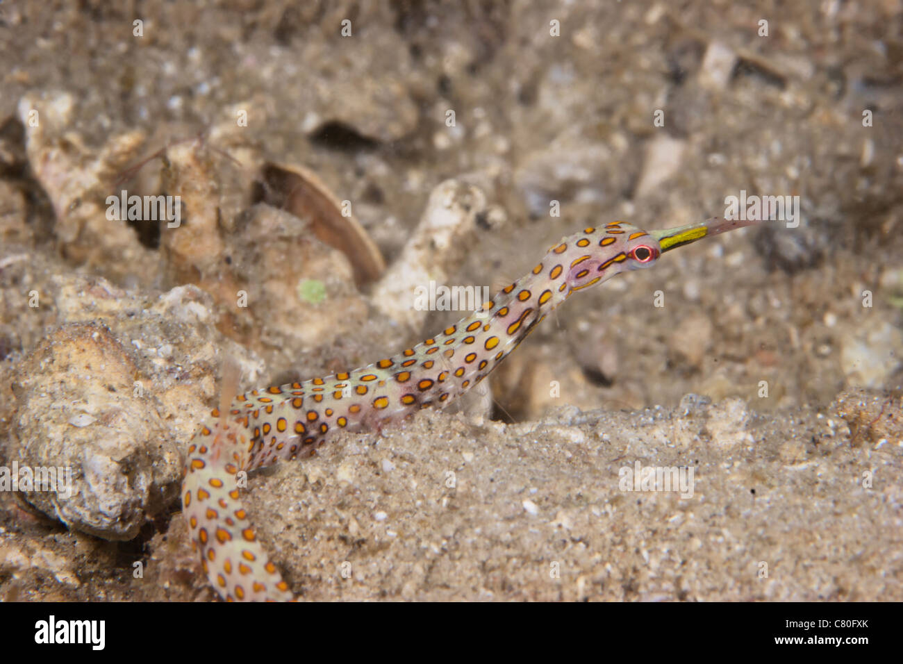 Scribbled Pipefish on a pink sponge, Papua New Guinea. Stock Photo