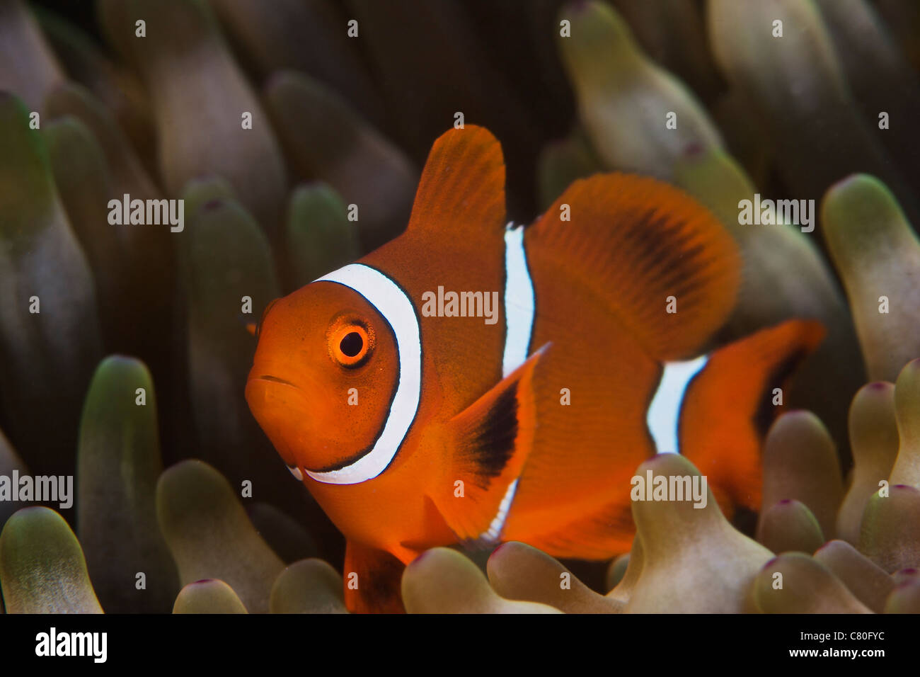 A juvenile spinecheek clownfish in its host anemone, Papua New Guinea. Stock Photo