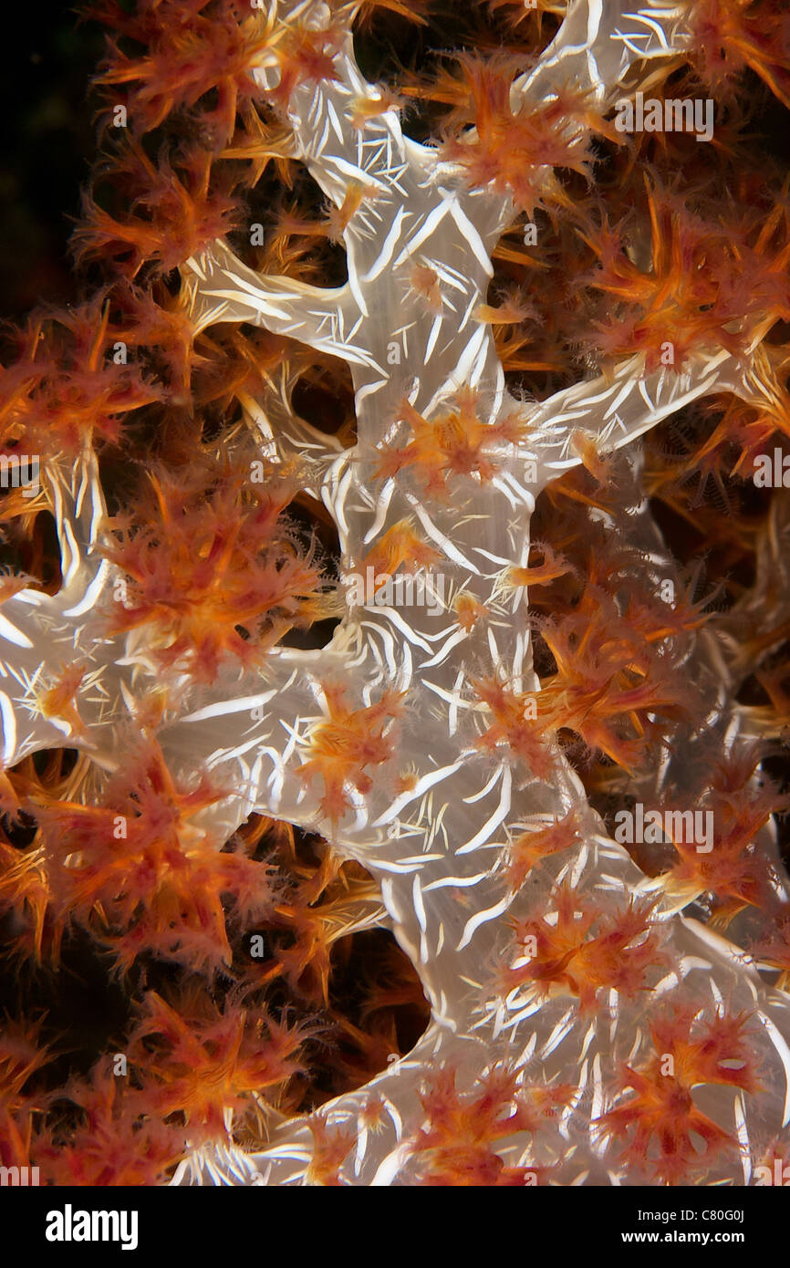 Close-up of soft coral revealing the spicules that give stability to its form, Papua New Guinea. Stock Photo