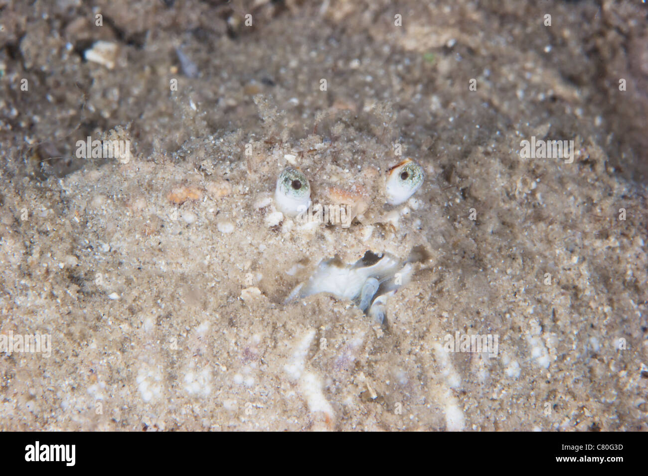 Box Crab burrows in the sand waiting for its next meal, Papua New Guinea. Stock Photo