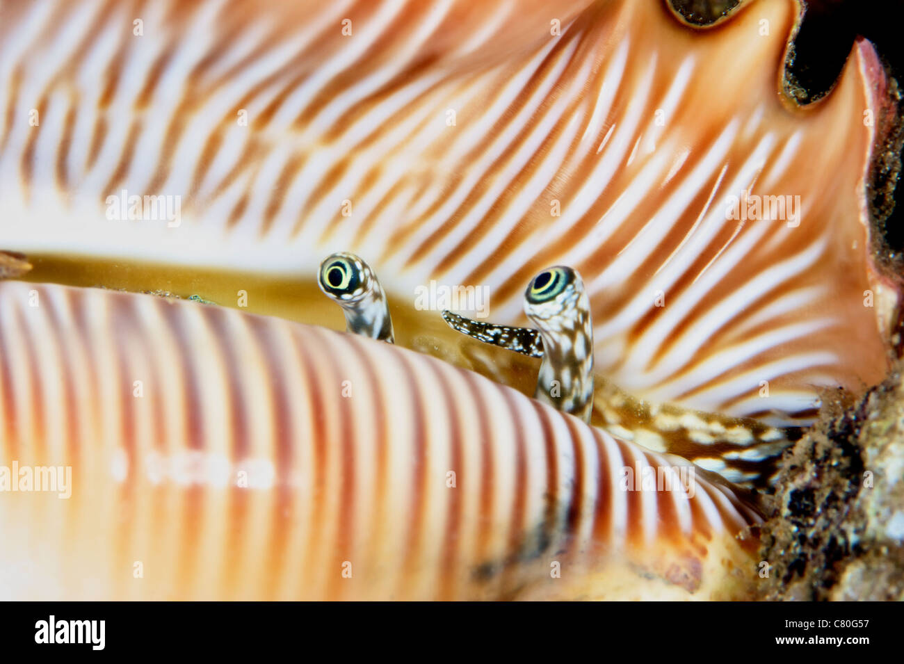 A live conch shellfish looks out of its shell, Papua New Guinea. Stock Photo