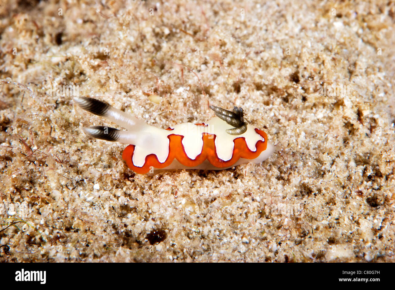 Nudibranch feeding on algae, Papua New Guinea Stock Photo Alamy