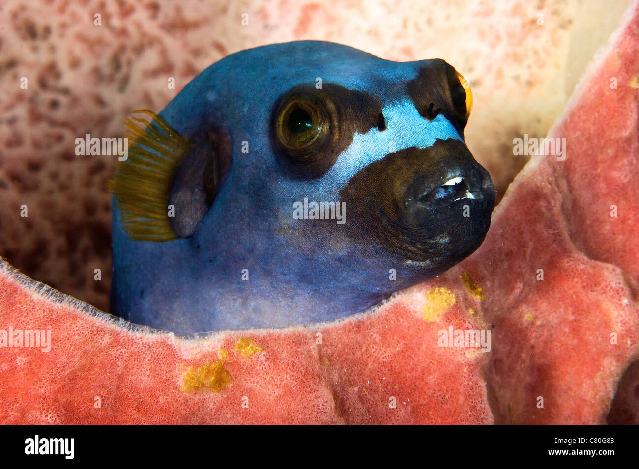 Dog face puffer hides in a sponge, Papua New Guinea. Stock Photo