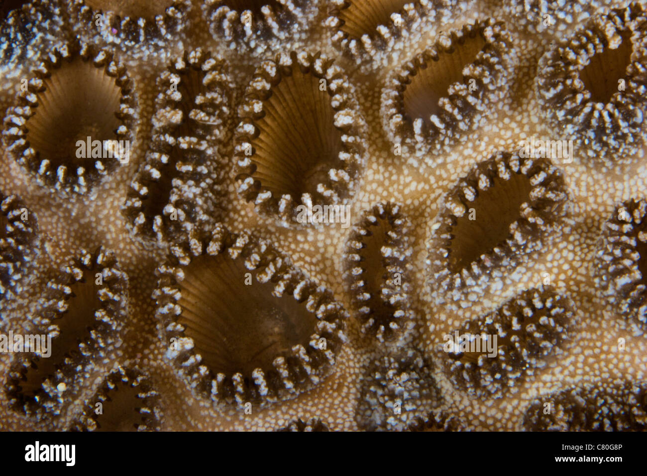 Extreme close-up of a crust anemone, Papua New Guinea. Stock Photo
