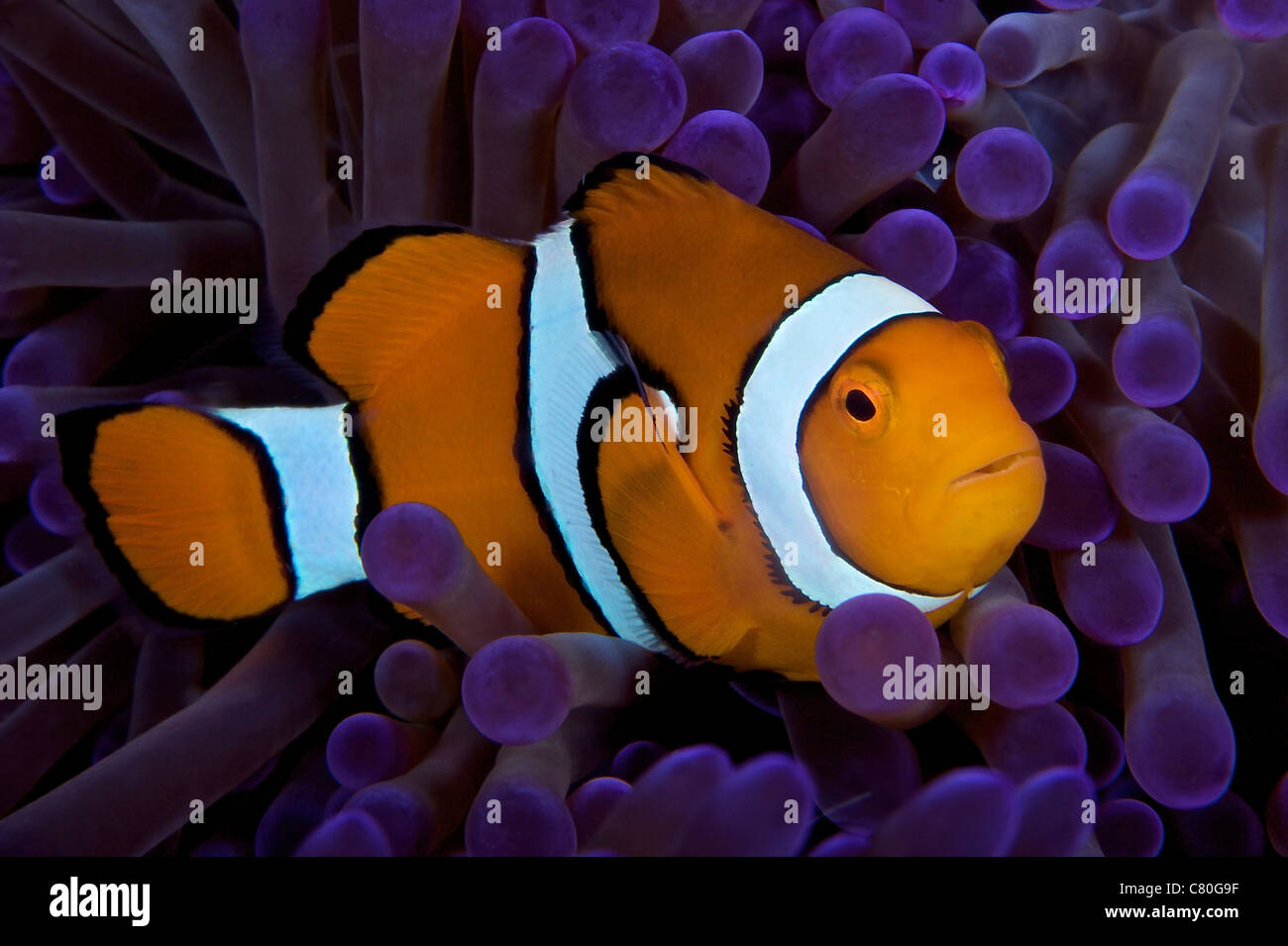 False Ocellaris Clownfish In Its Host Anemone Papua New Guinea Stock false-ocellaris-clownfish-in-its-host-anemone-papua-new-guinea-stock
