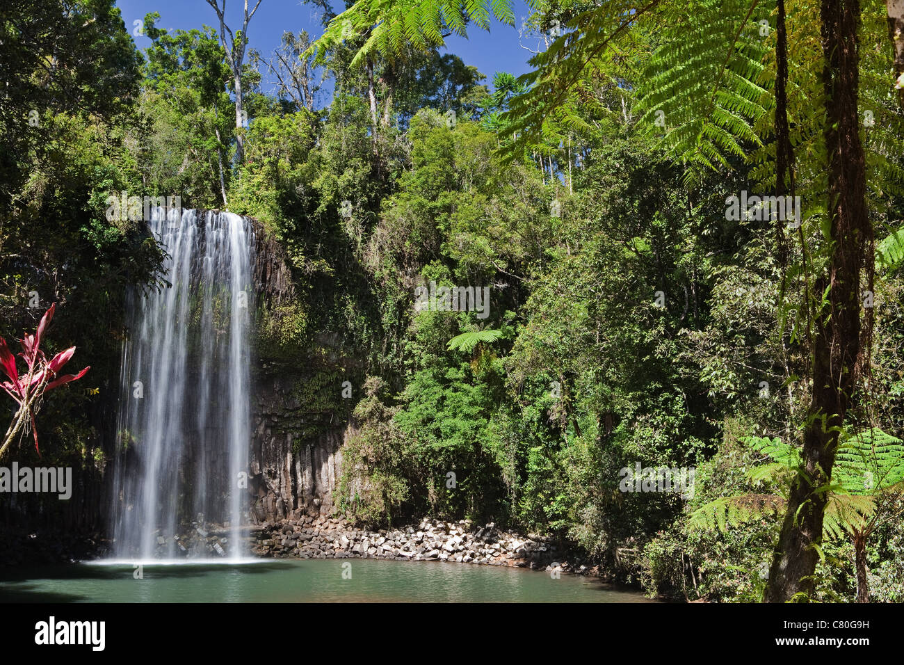 millaa waterfalls in Tablelands Australia tropical rainforest Stock Photo