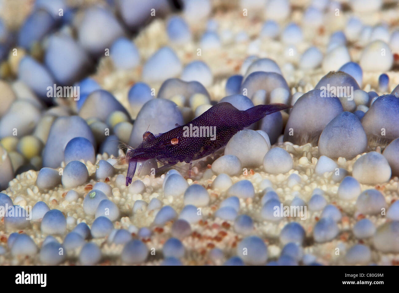 Emperor shrimp on a large pin cushion starfish, Papua New Guinea. Stock Photo