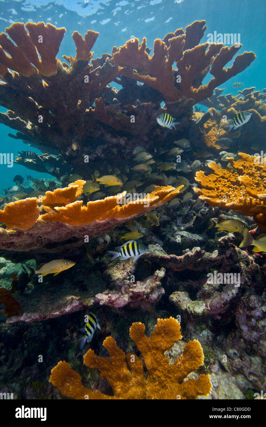 Tropical fish take refuge amongst Elkhorn Coral. Stock Photo